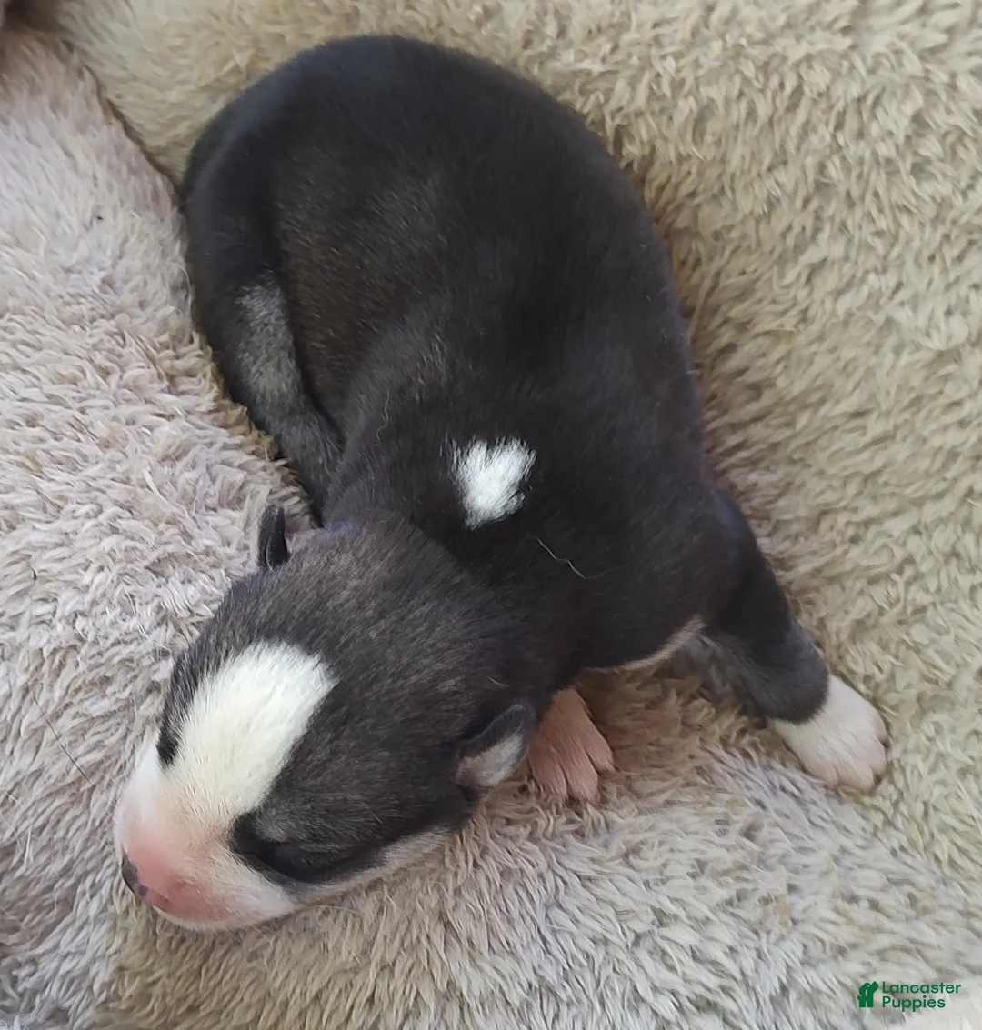 Siberian Husky dogs for sale: Sonya's female 2 - Ad 1