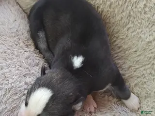 Siberian Husky dogs Sonya's female 2 - Ad 41