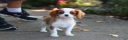 Cavalier King Charles Spaniel dogs for sale: Gus - Ad 3