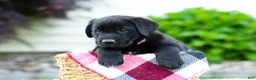 Sheprador dogs for sale: Bingo - Ad 9