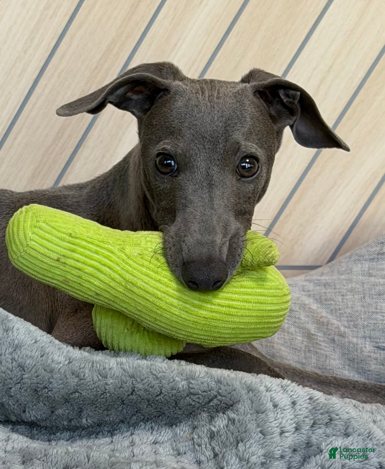 Italian Greyhound dogs for sale: Quill - Ad 2