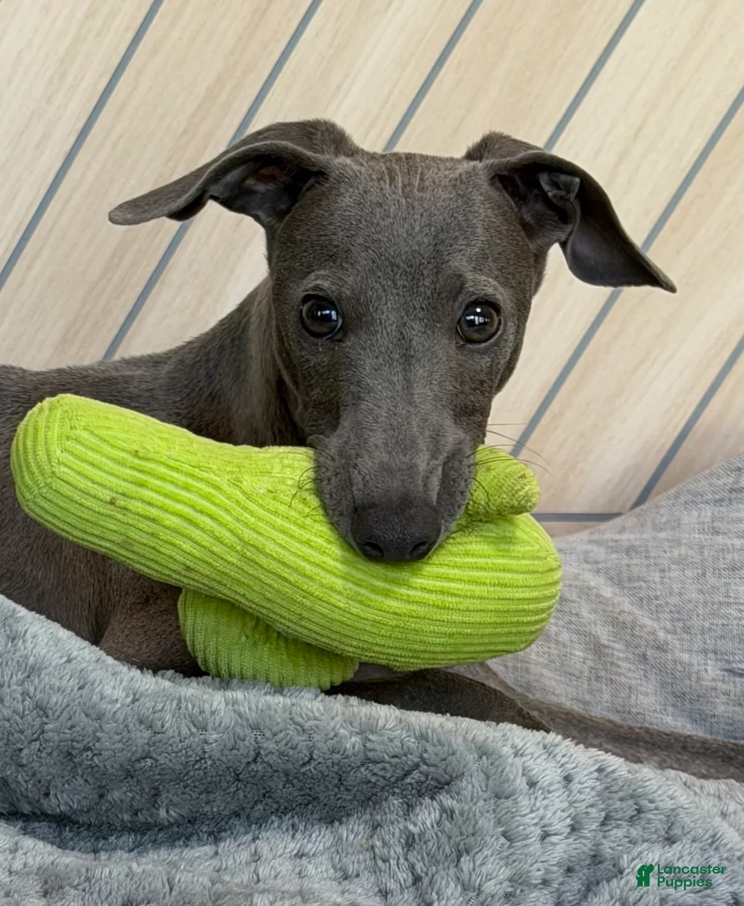 Italian Greyhound dogs for sale: Quill - Ad 2