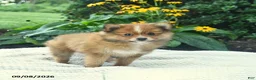 Pomeranian dogs for sale: Rocky  - Ad 4