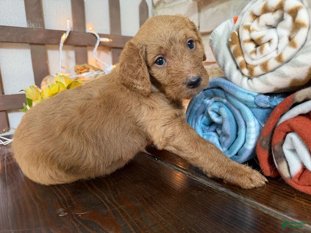 Labradoodle dogs Marcia (Girl) - Ad 2