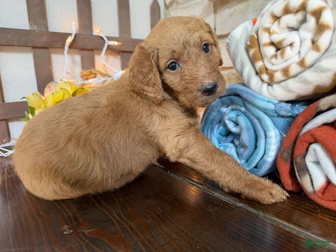 Labradoodle dogs for sale: Marcia (Girl) - Ad 2