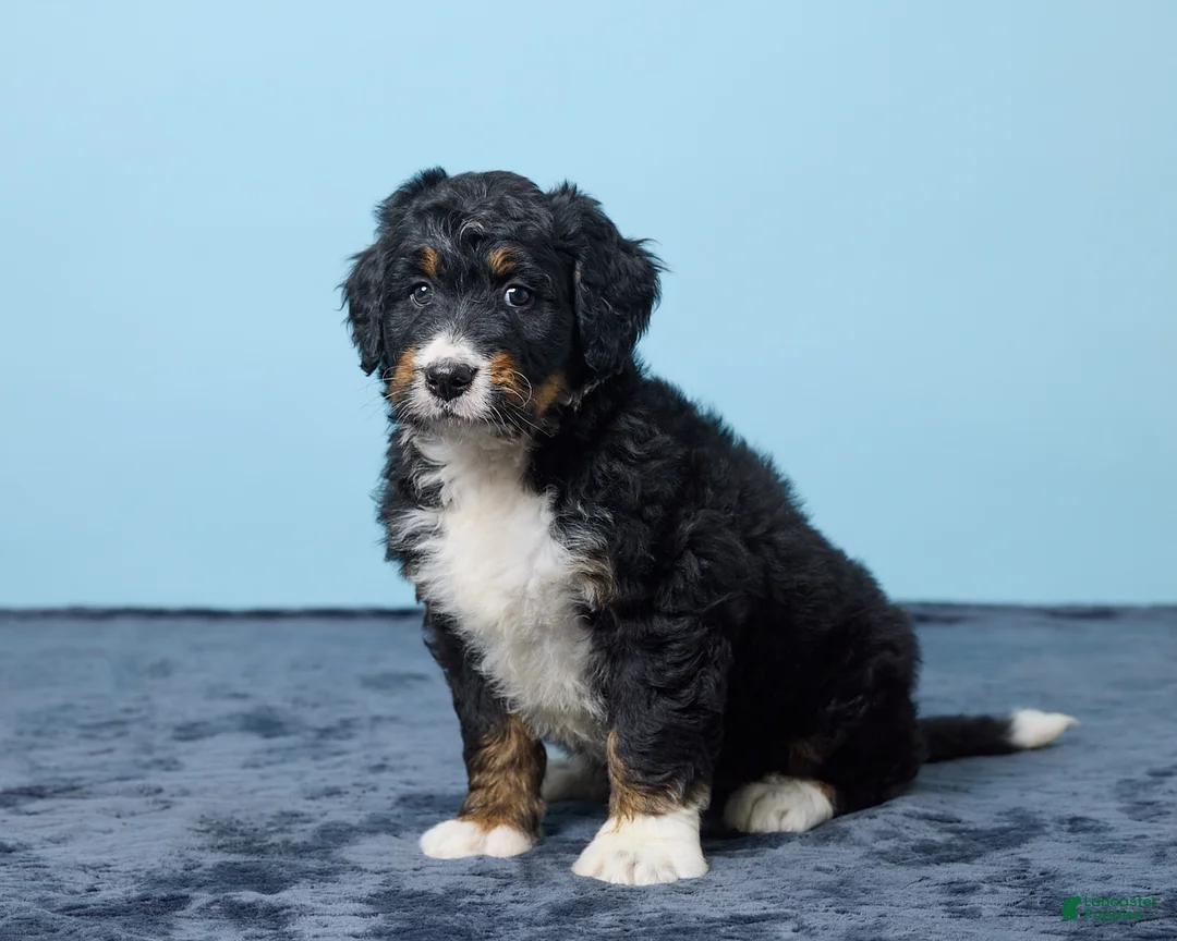 Bernedoodle dogs for sale: Joyce - Ad 2