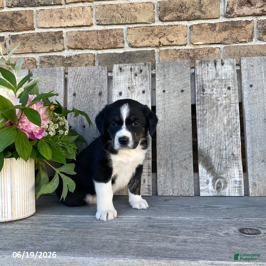 Mixed Breed dogs Panda - Ad 1