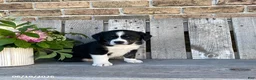 Mixed Breed dogs for sale: Panda - Ad 1