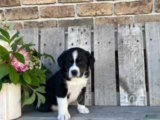 Mixed Breed dogs for sale: Panda - Ad 3