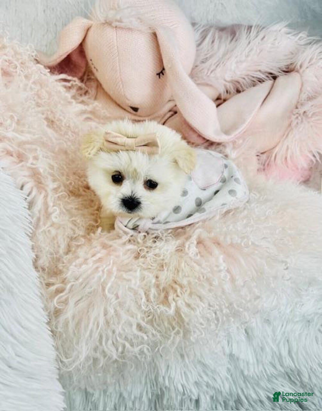 Maltese dogs for sale: Maltese Puppy 1 - Ad 2