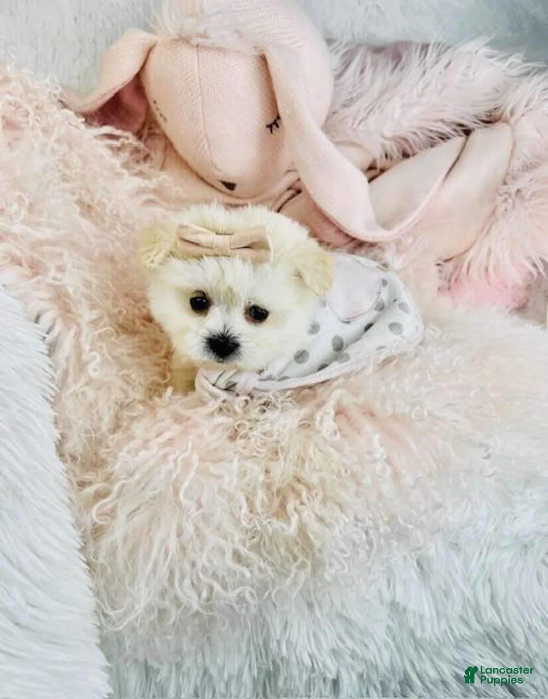 Maltese dogs for sale: Maltese Puppy 1 - Ad 2