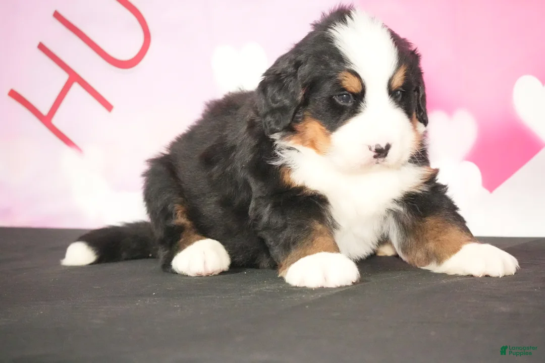 Bernese Mountain Dog dogs for sale: Bernese Mountain Dog Puppy 2 - Ad 4