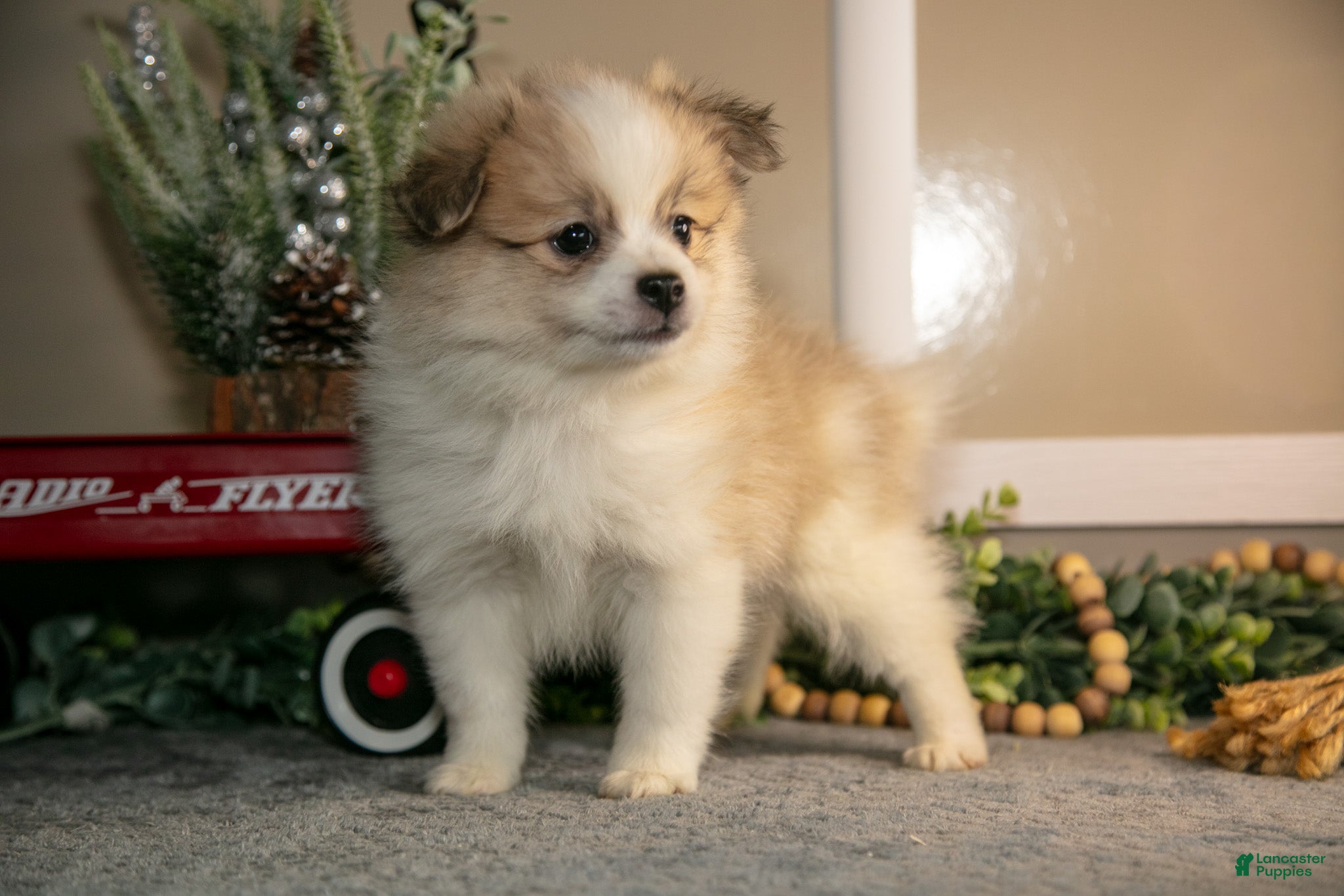 Pomapoo dogs Marshall - Ad 12