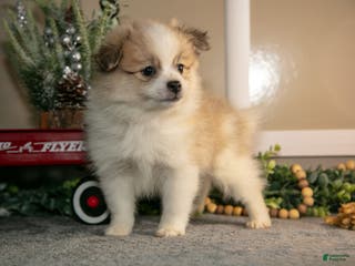 Pomapoo dogs Marshall - Ad 12