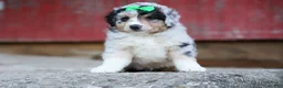 Miniature Australian Shepherd dogs for sale: LANDON [ new pictures] - Ad 18
