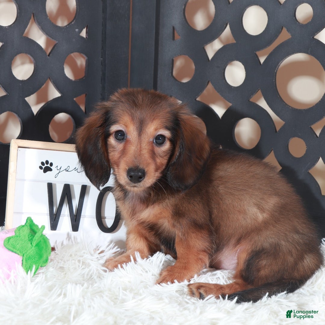 Miniature Dachshund dogs for sale: Miniature Dachshund Puppy Ruby - Ad 3