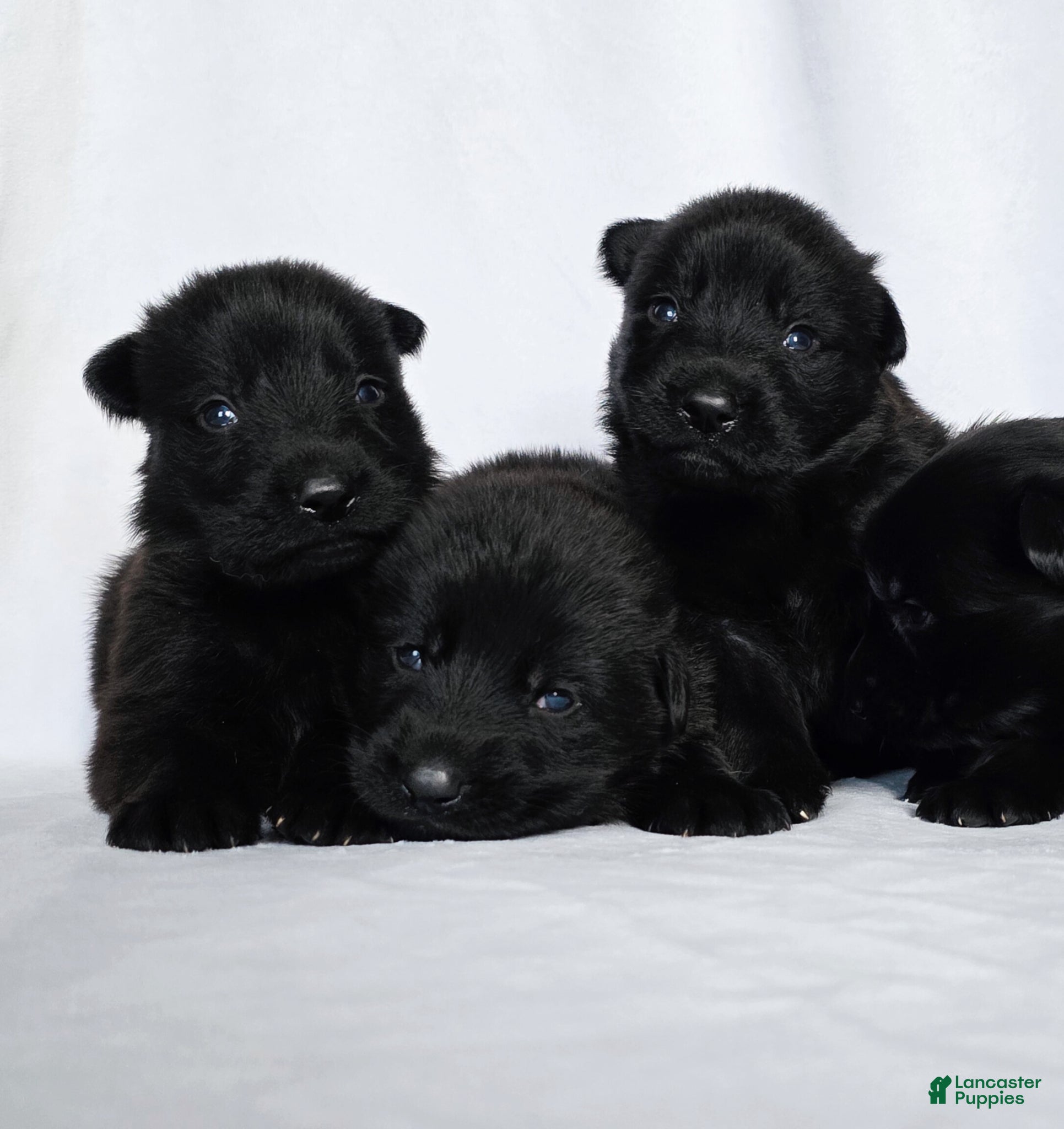 German Shepherd dogs German Shepherd Puppy 2 - Ad 32