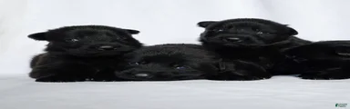 German Shepherd Puppy 2