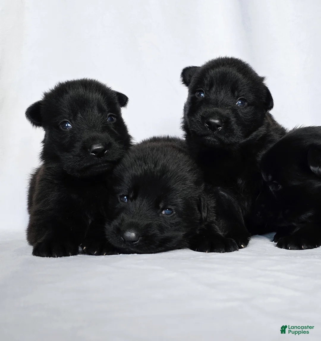 German Shepherd dogs for sale: German Shepherd Puppy 2 - Ad 1