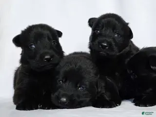 German Shepherd dogs German Shepherd Puppy 2 - Ad 32