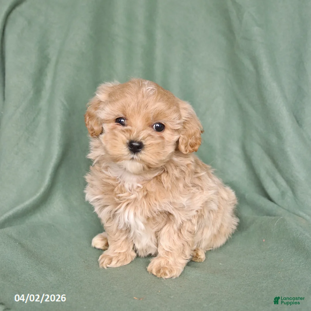 Maltipoo dogs for sale: Harper - Ad 5