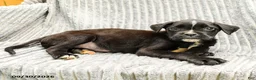Mixed Breed dogs for sale: Roman - Ad 3