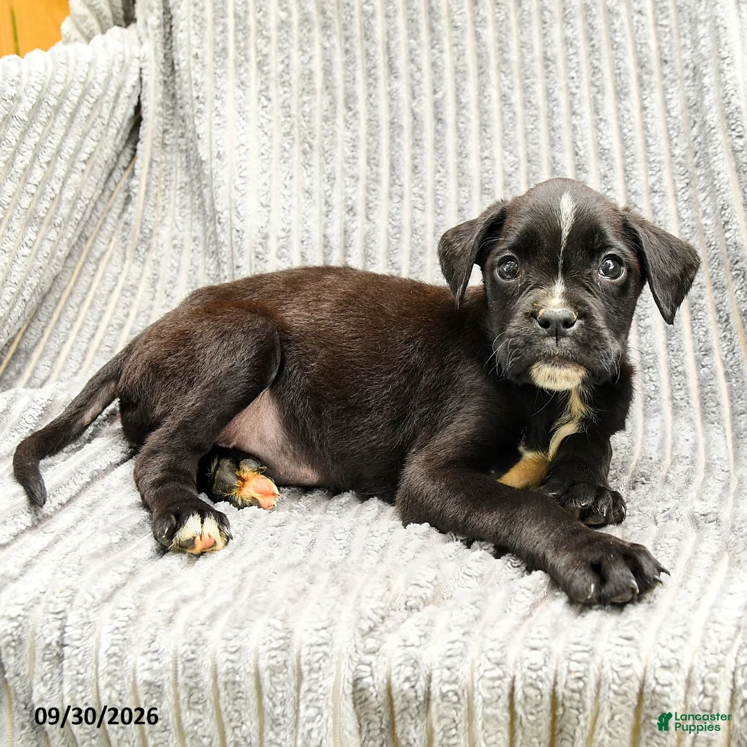 Mixed Breed dogs for sale: Roman - Ad 3