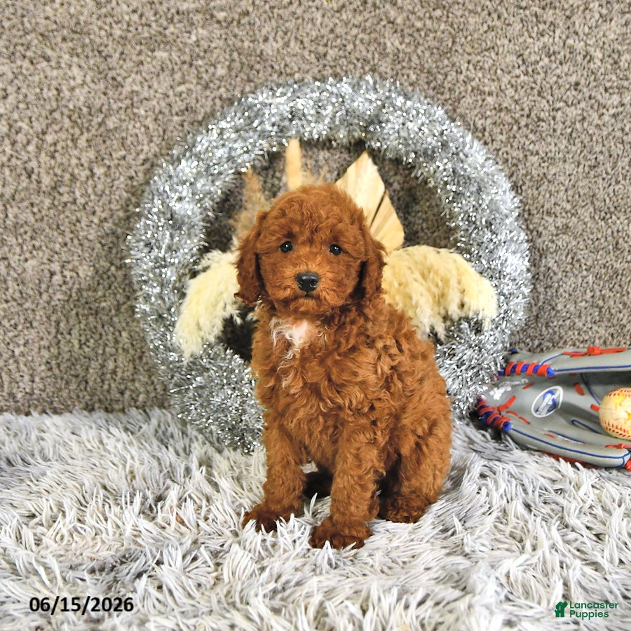 Toy Poodle dogs Jaxon - Ad 2
