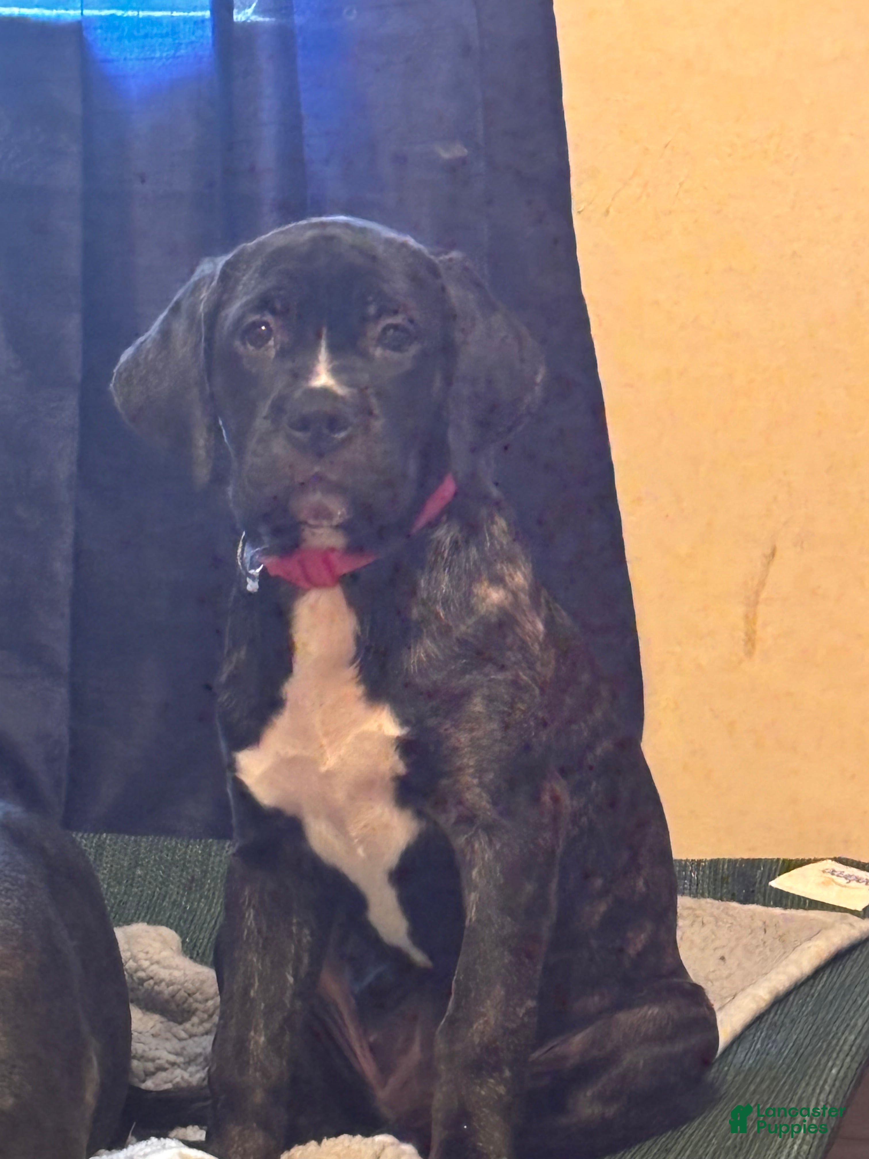 Cane Corso dogs Fancy - Ad 1