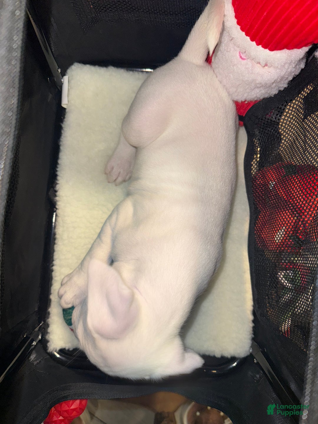 American Bully dogs for sale: Marshmallow  - Ad 5