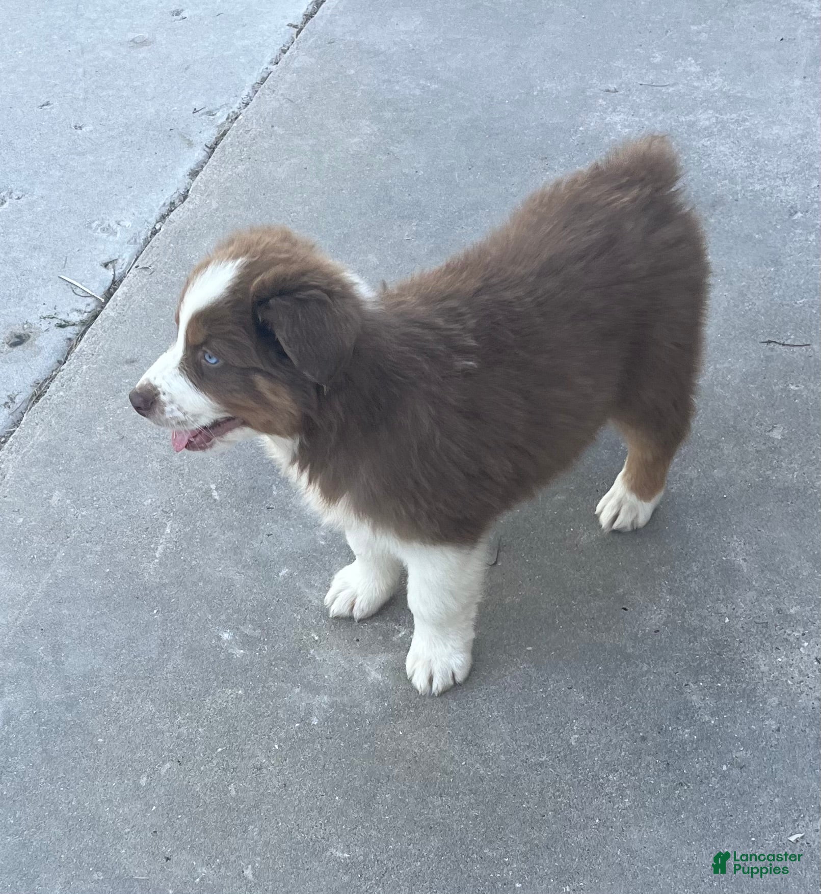 Australian Shepherd dogs Pete  - Ad 2