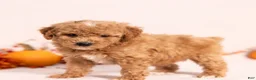 Miniature Poodle dogs for sale: Ozzy - Ad 1