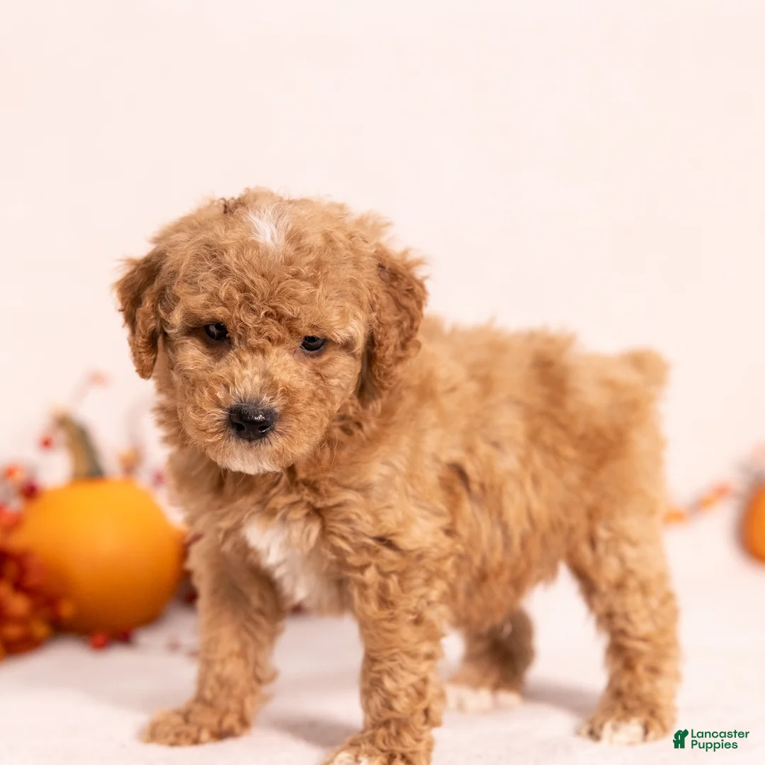 Miniature Poodle dogs for sale: Ozzy - Ad 1