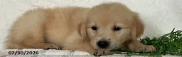 Golden Retriever dogs for sale: Roger - Ad 4