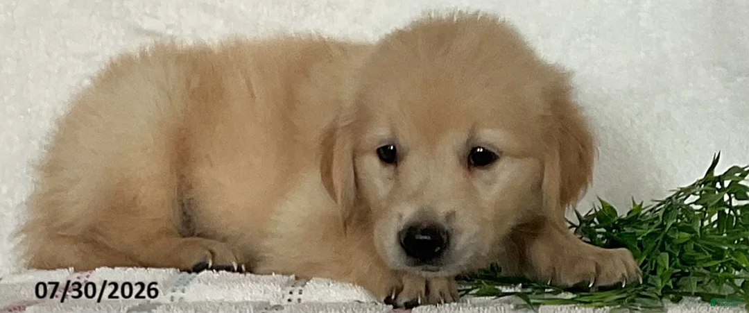 Golden Retriever dogs for sale: Roger - Ad 4