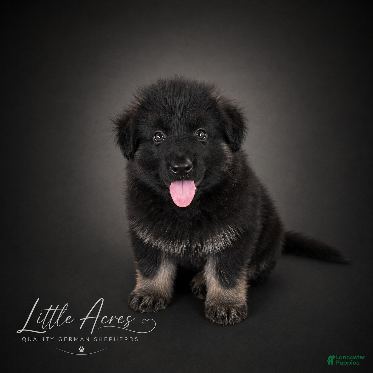 German Shepherd dogs German Shepherd Puppy 6 - Ad 6