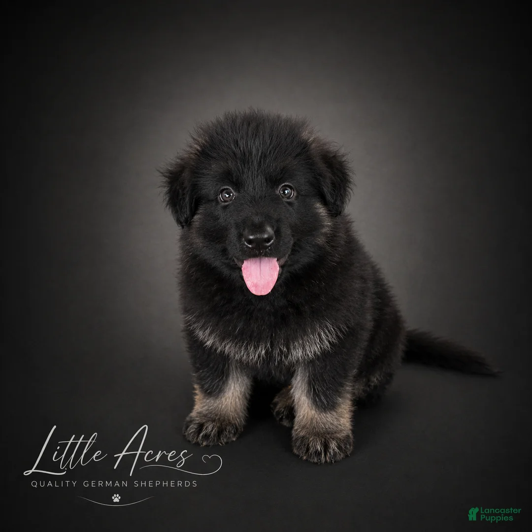 German Shepherd dogs for sale: German Shepherd Puppy 6 - Ad 1