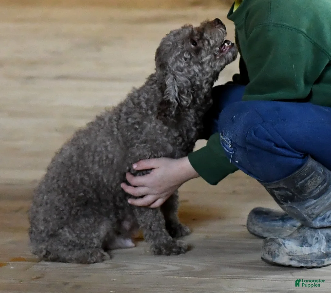 Havapoo dogs for sale: Sophie - Ad 10