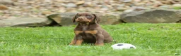 Doberman Pinscher dogs for sale: Dash (Red Rust) 🐶 - Ad 6