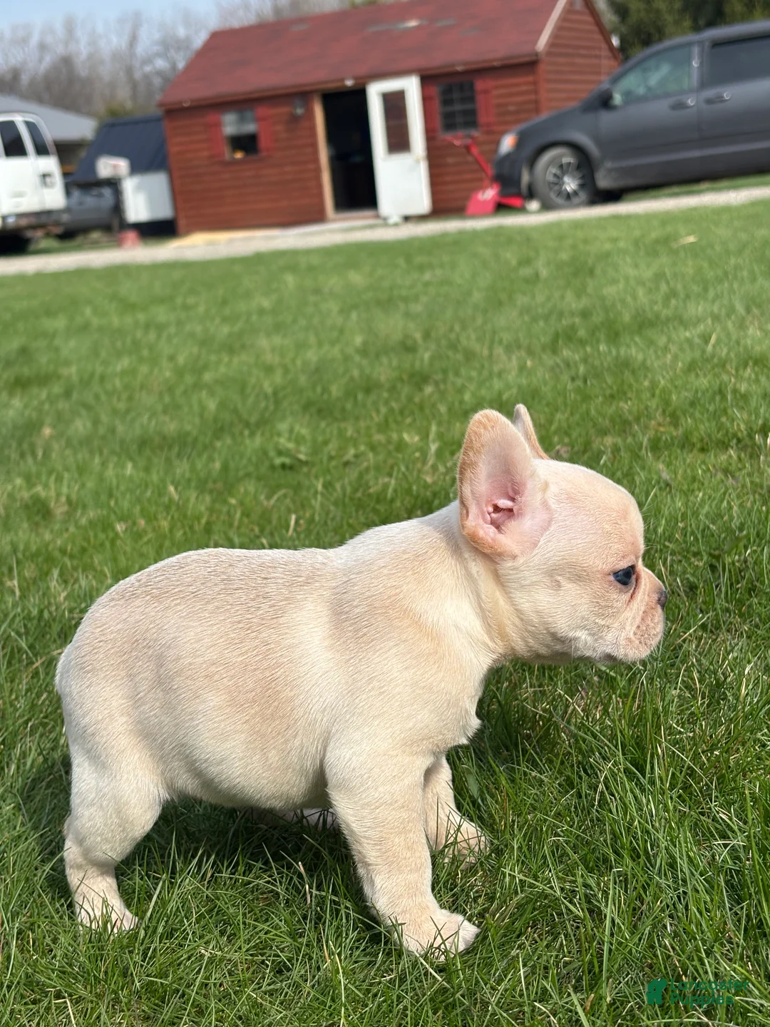 French Bulldog dogs for sale: Hazel - Ad 2
