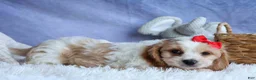 Cavachon dogs for sale: ROSCOE - Ad 8
