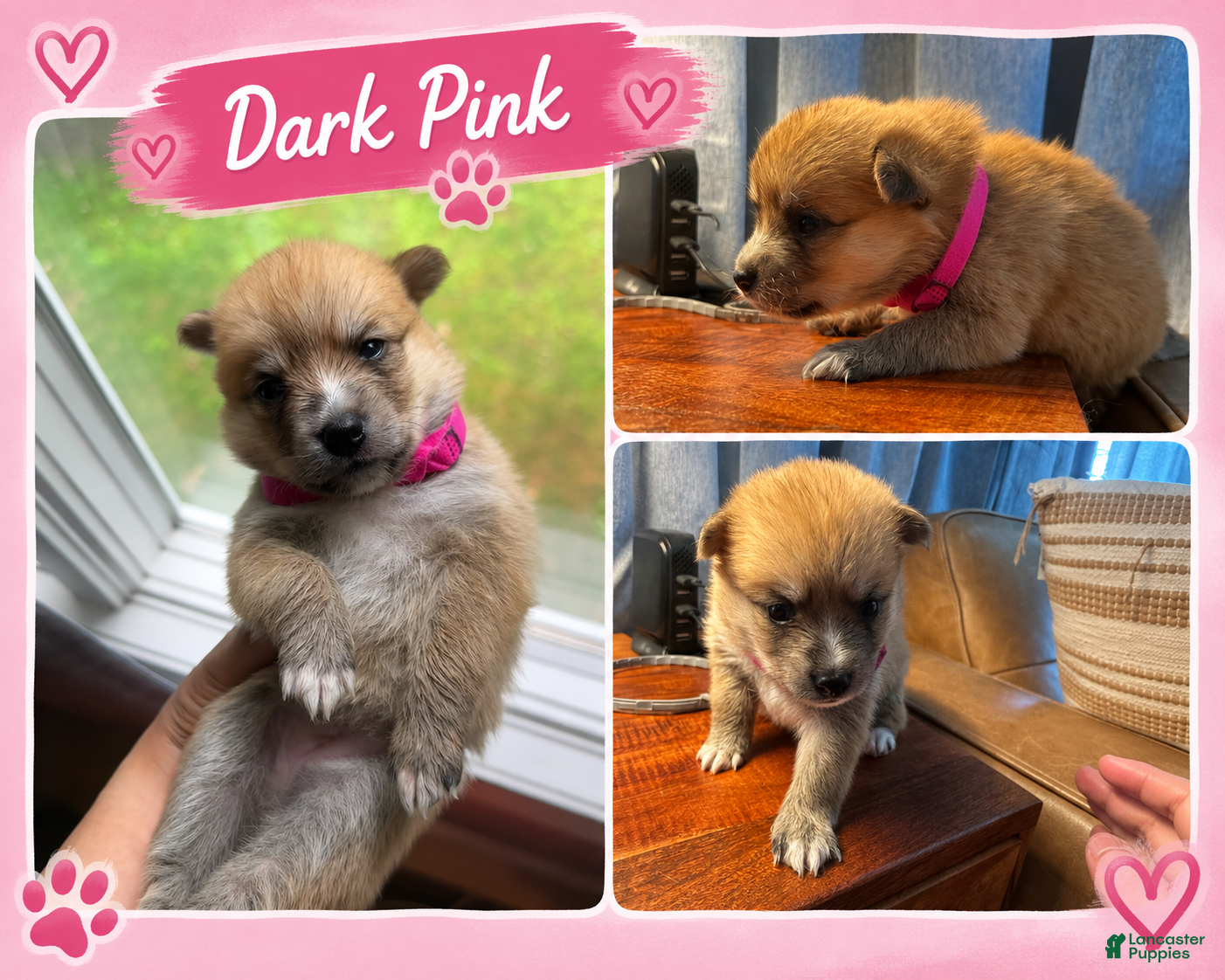 Mixed Breed dogs Foxy - Female  - Ad 1