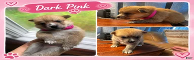 Foxy - Female 