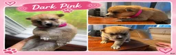 Mixed Breed dogs for sale: Foxy - Female  - Ad 1