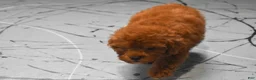 Miniature Poodle dogs for sale: Loise❤️ - Ad 6