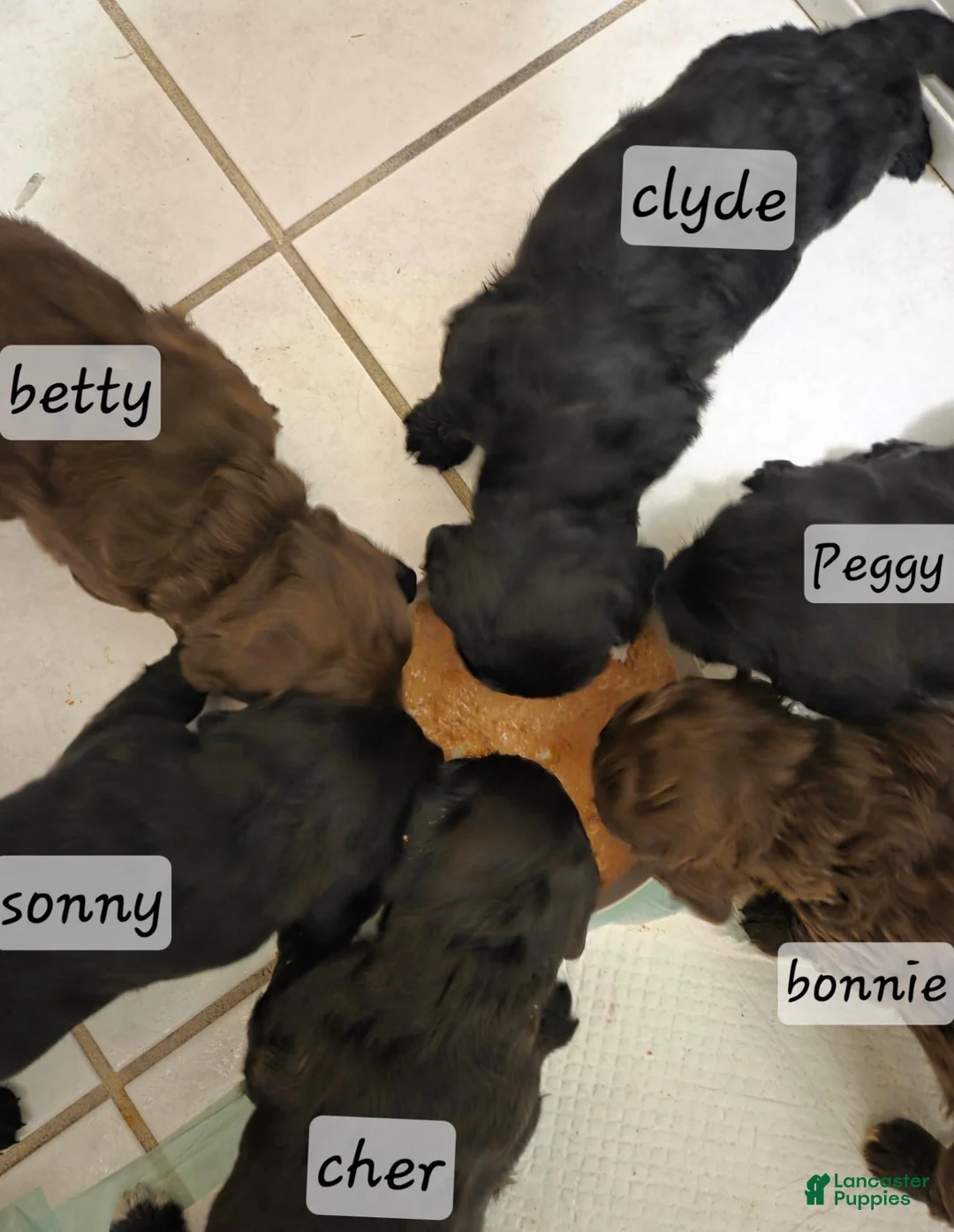 Mixed Breed dogs for sale: Clyde - Ad 5