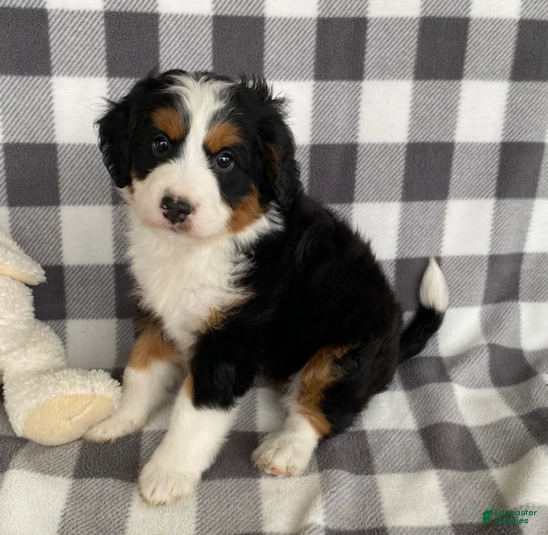 Mini Bernedoodle dogs for sale: Opal- mini/medium - Ad 3