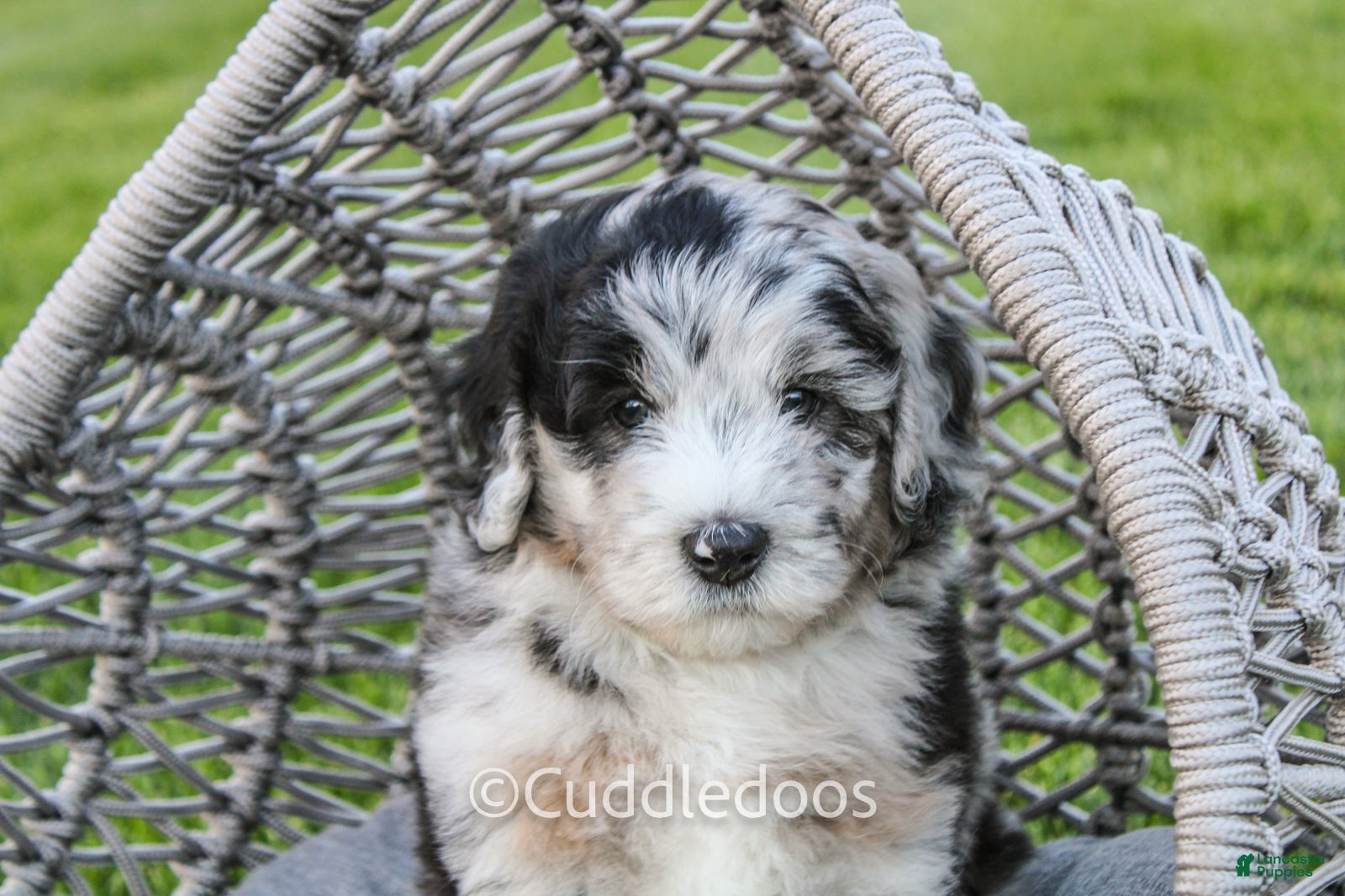Mini Sheepadoodle dogs Zinnia - Ad 1