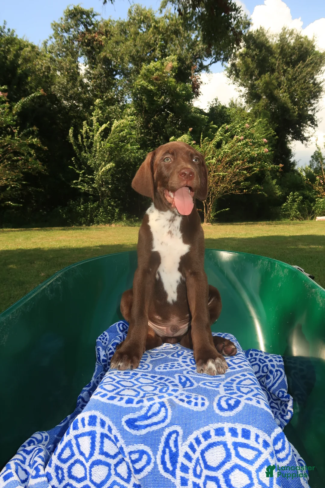 Mixed Breed dogs for sale: Copper - Ad 1