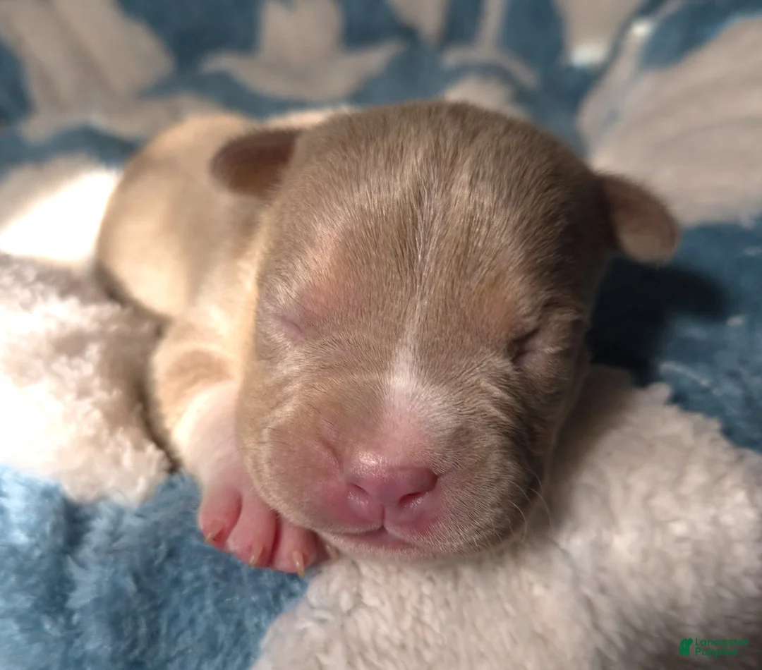 American Bully dogs for sale: "BRAD PITT" UKC REGISTERD - Ad 2